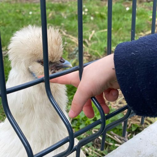 activite-decouverte-animaux-bulledecalins